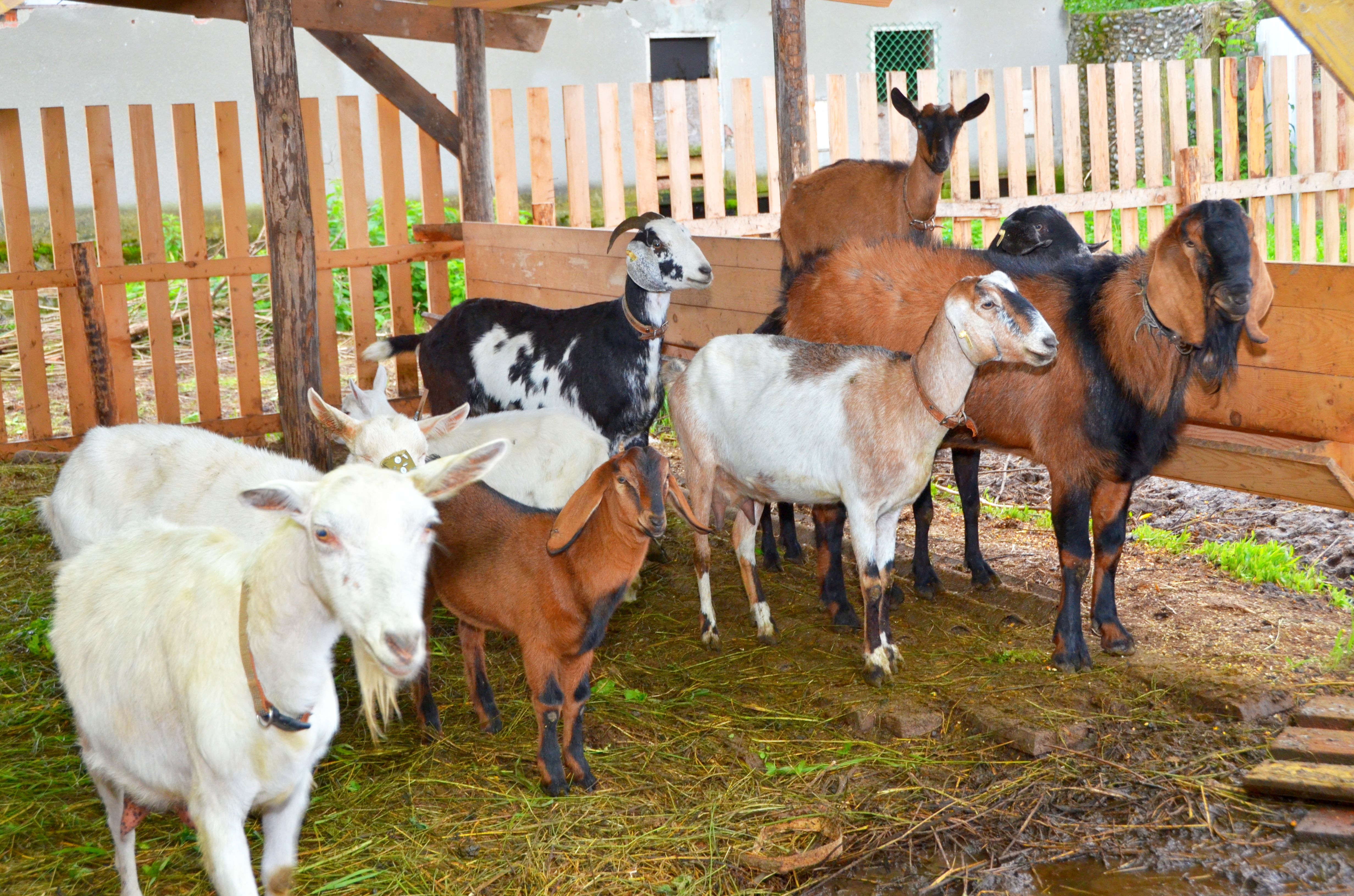 Козоводство в домашних условиях: содержание козы в хозяйстве, как ухаживать и условия, размеры стойла
