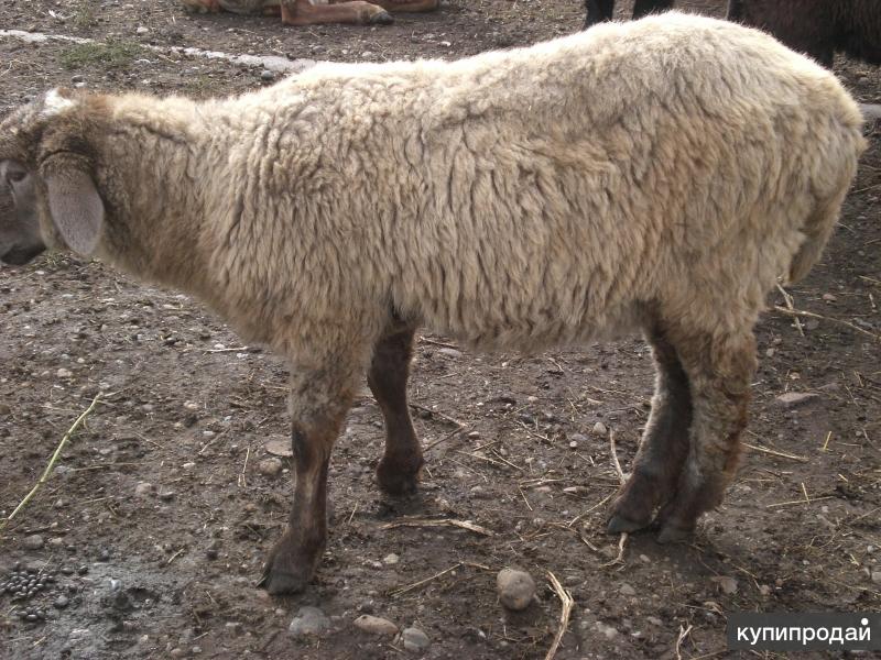 Курдючный баран и овца: описание и разведение