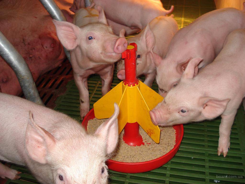 Суточные нормы кормления свиней