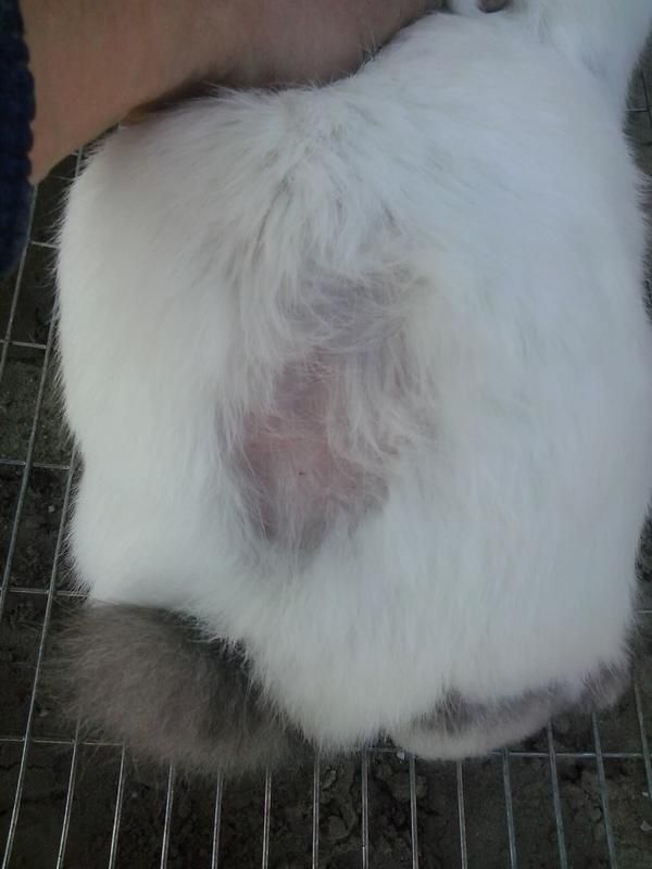 Перхоть у кролика на спине, шее и холке: почему выпадает шерсть?