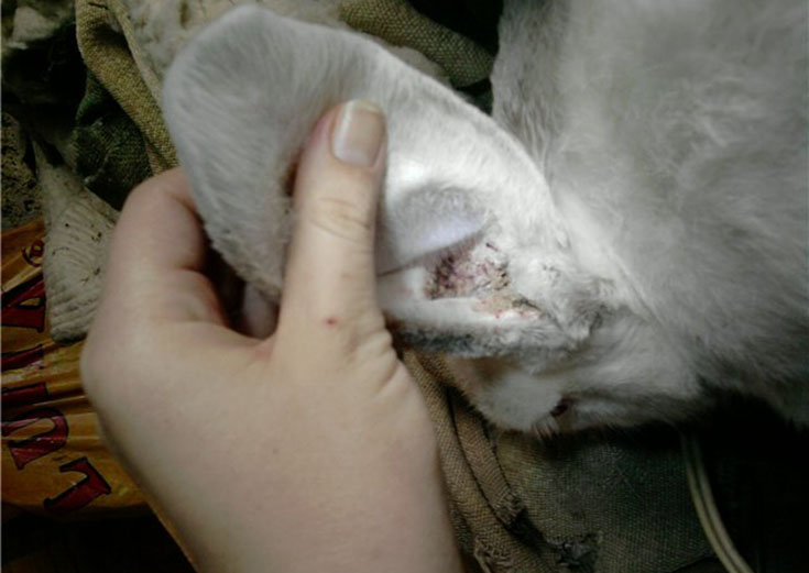 Ушной клещ у кроликов: лечение в домашних условиях, медикаментозно и народными средствами