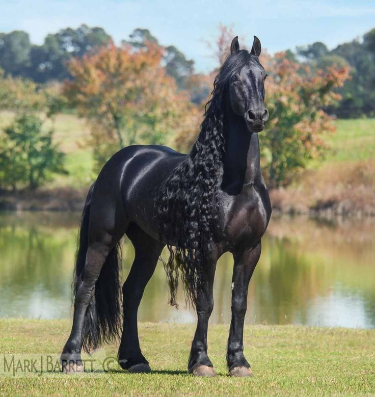 Самая красивая лошадь в мире: ахалтекинская, особенности, список пород