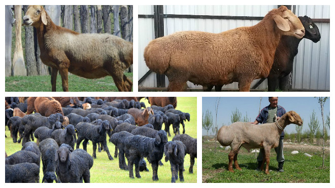 Гиссарская порода овец: особенности содержания, кормления, вакцинация