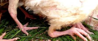 Как лечить болезни ног у кур, вызывающие хромоту, наросты, шишки и опухоли на лапах