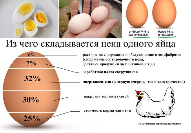 Сколько яиц несет курица в день: норма и отклонения
