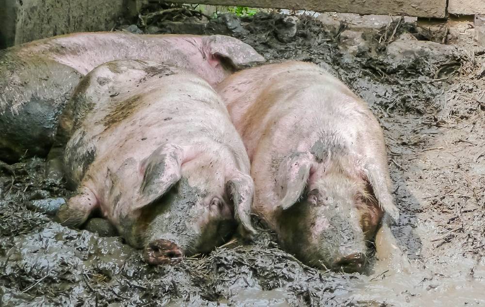 Рожа у свиней: описание, симптомы и лечение болезни