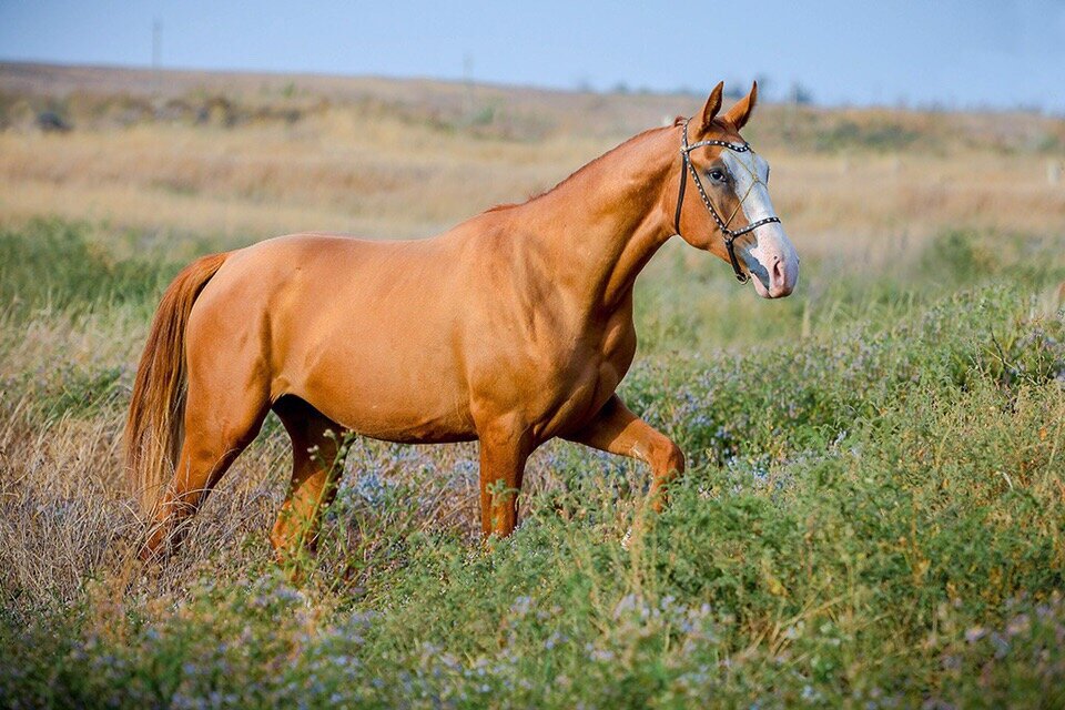 ✅ донская порода лошадей: характеристика дончака (казачьего коня) - tehnomir32.ru