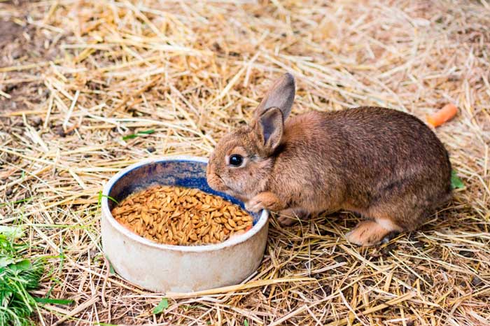 Можно ли кроликам щавель: едят ли обыкновенные домашние и декоративные животные траву с огорода, кормить ли ею, как давать сухую и свежую зелень, нет ли ограничений?