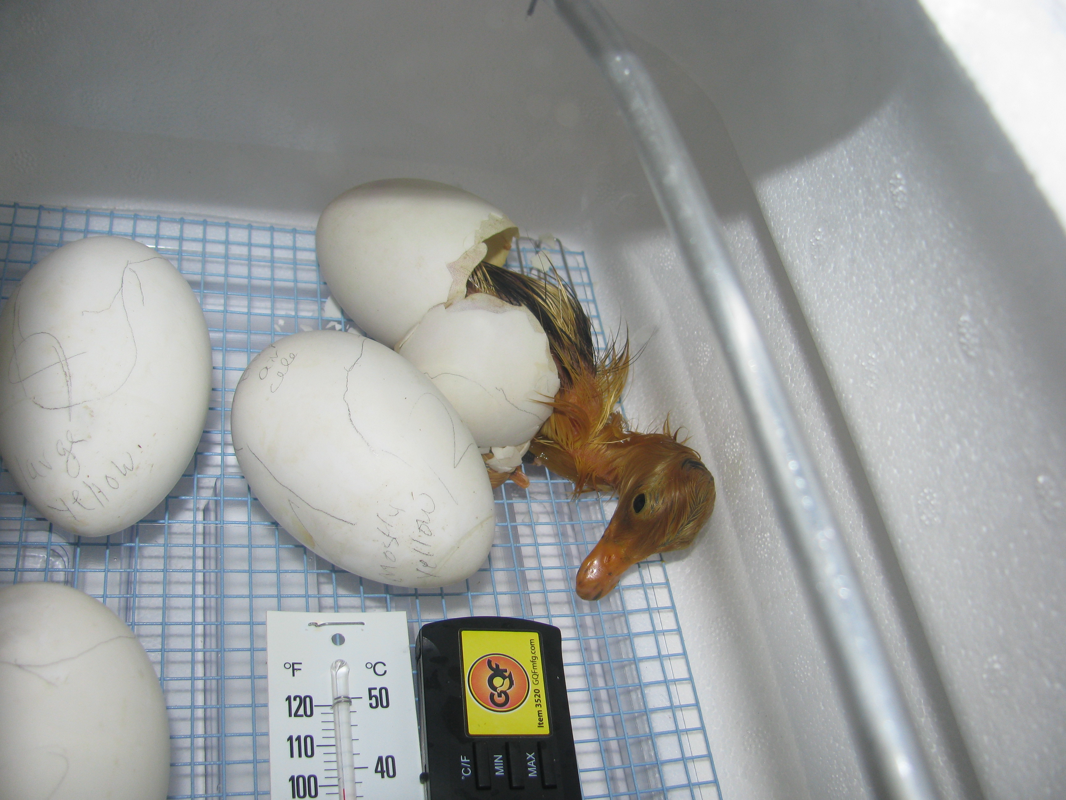 Сколько дней высиживает яйца гусыня: яйценоскость, когда домашние гуси начинают нестись и до какого возраста, видео о яйцекладке