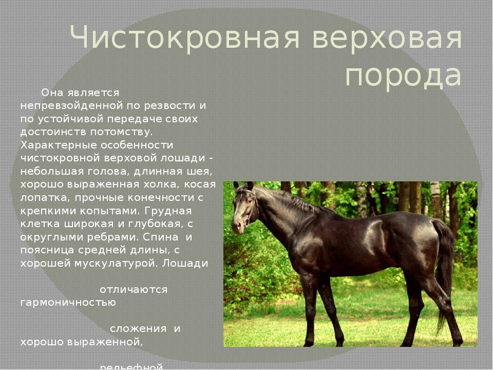 О липицианской лошади: описание породы и характеристики лошадей, уход за породой