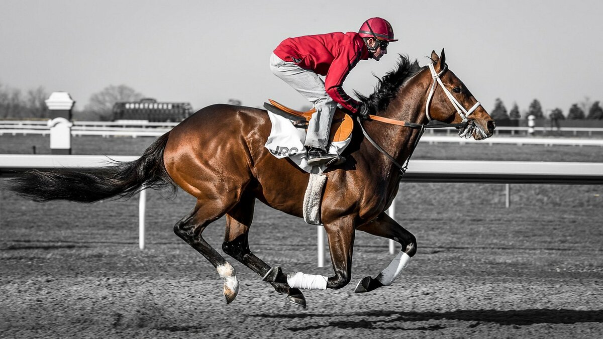 Скорость лошади: средняя и максимальная скорости лошади. какая порода самая быстрая в мире? рекорды быстроты. взаимосвязь аллюра и скорости