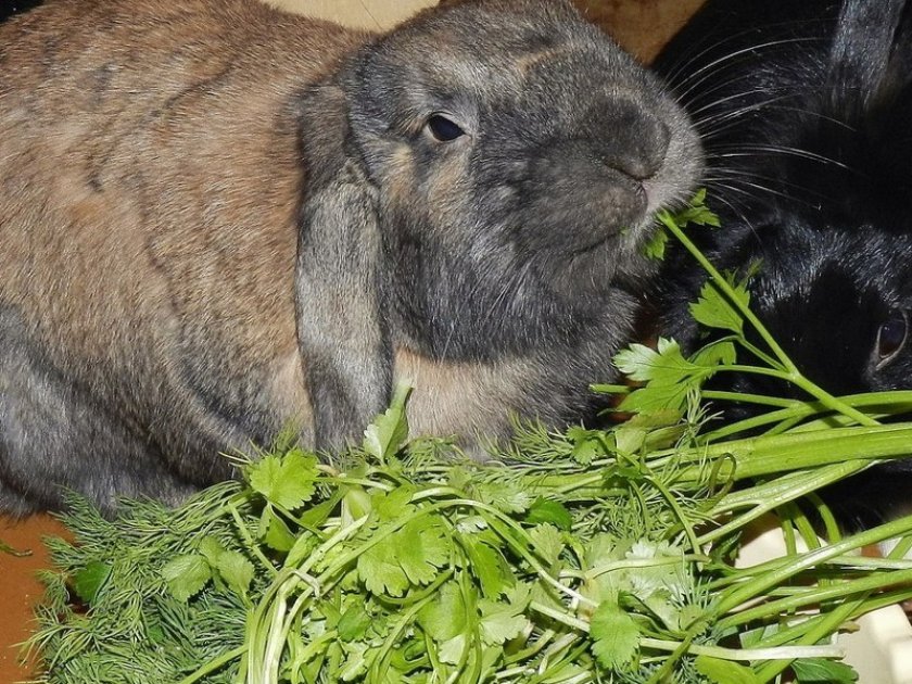 Какую траву можно давать кроликам декоративным и карликовым?