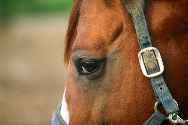 Лиловый глаз у лошади