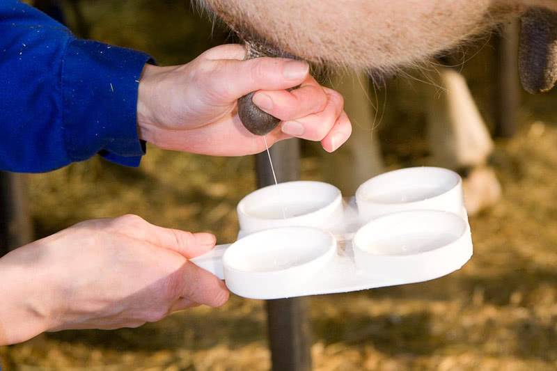 Как вылечить мастит у коровы народными средствами | портал о народной медицине