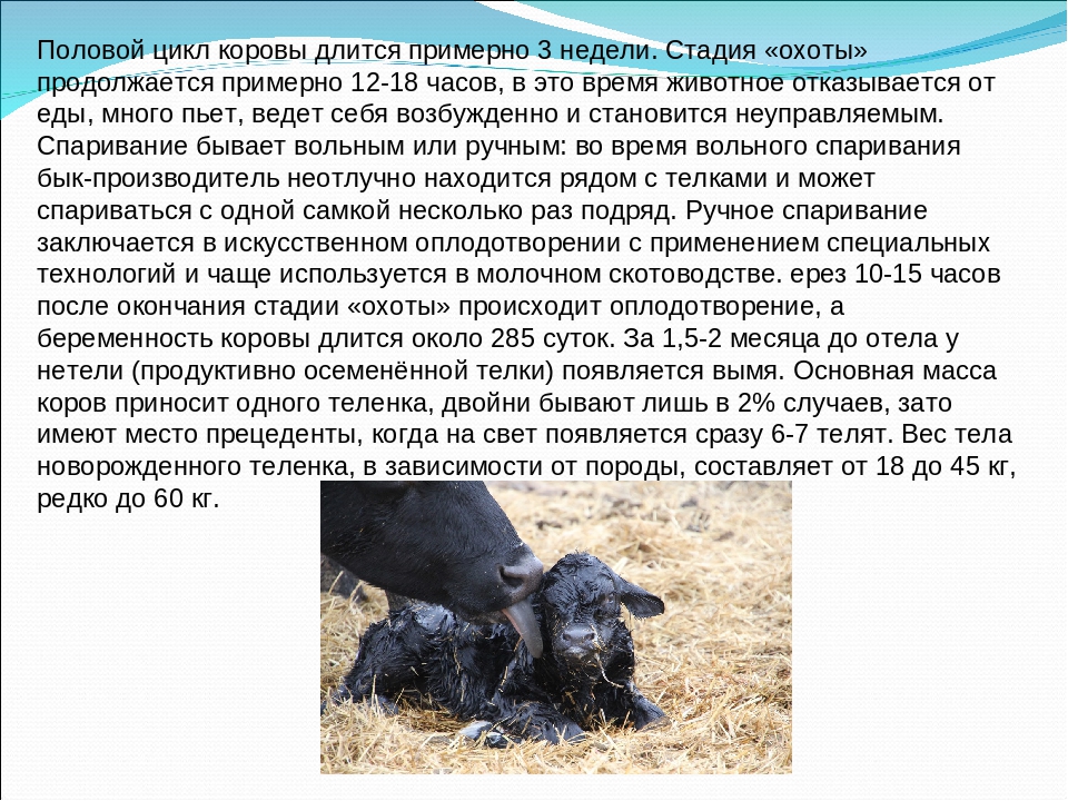 ✅ сколько месяцев длится срок беременности у коровы (вынашивание теленка) - tehnomir32.ru