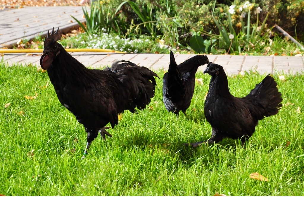 Породы черных кур (31 фото): панциревская, китайская шелковая, русская черная бородатая и другие куры черного цвета. какого цвета яйца? как вырастить взрослую птицу из цыпленка?