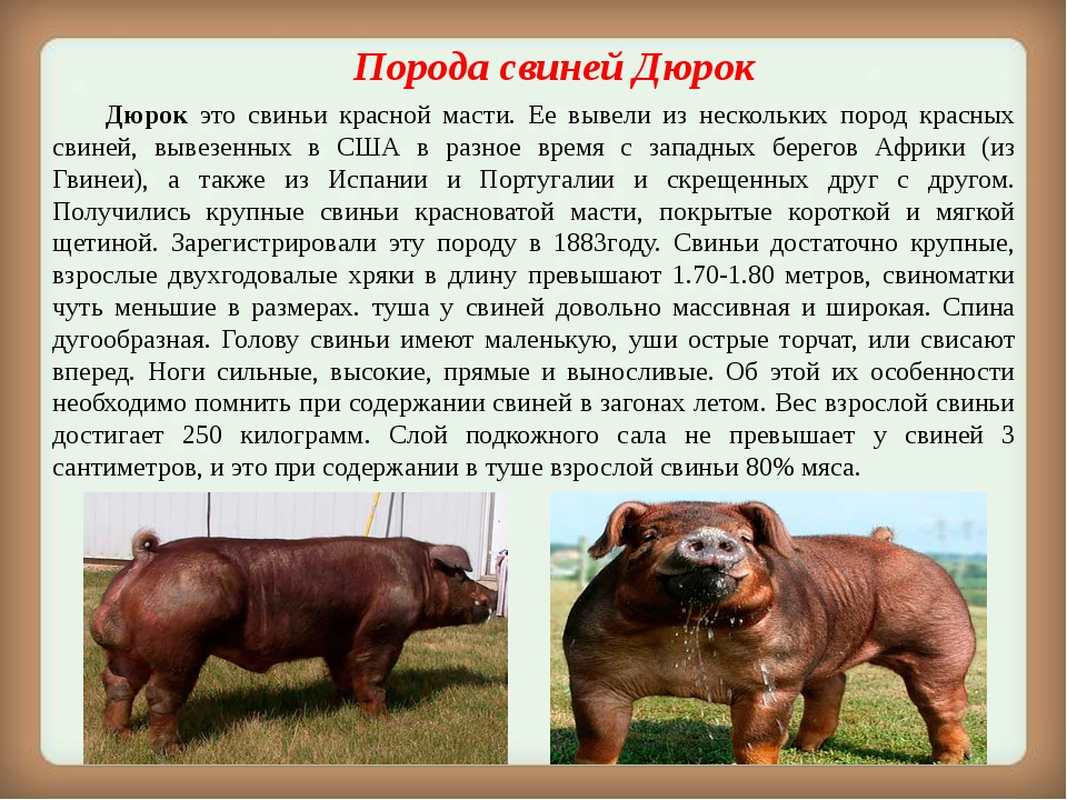 Черная свинья: характеристика породы, плюсы и минусы