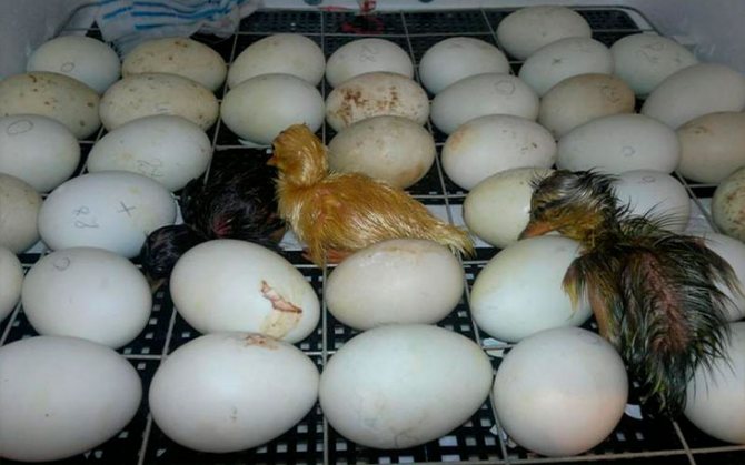 Почему индоутка выкидывает оплодотворенные яйца с птенцами из гнезда