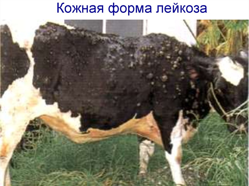Лейкоз у коров: инструкция по профилактике и борьбе с болезнью