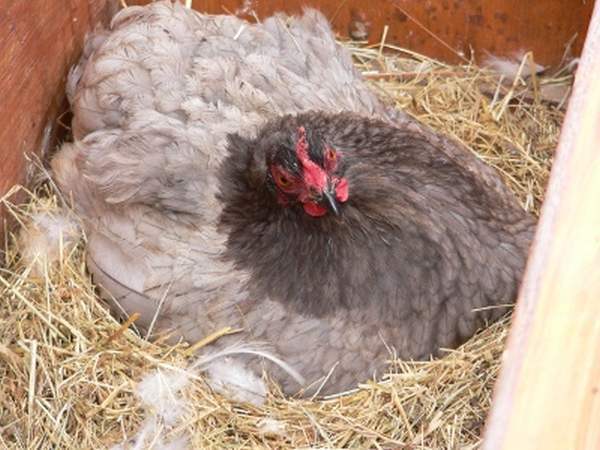 Особенности выведения цыплят под наседкой в домашних условиях