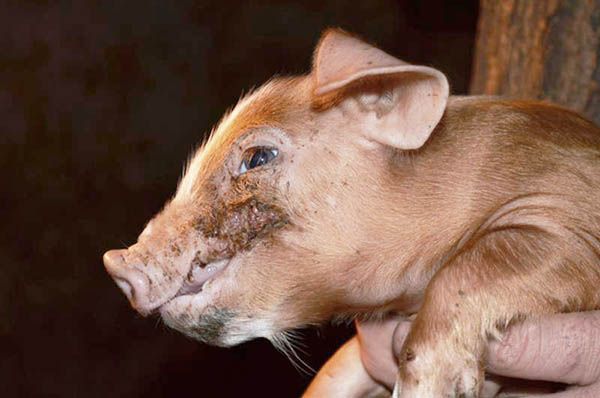 Заболевания кожи у свиней: первые симптомы, правила лечения, особенности профилактики