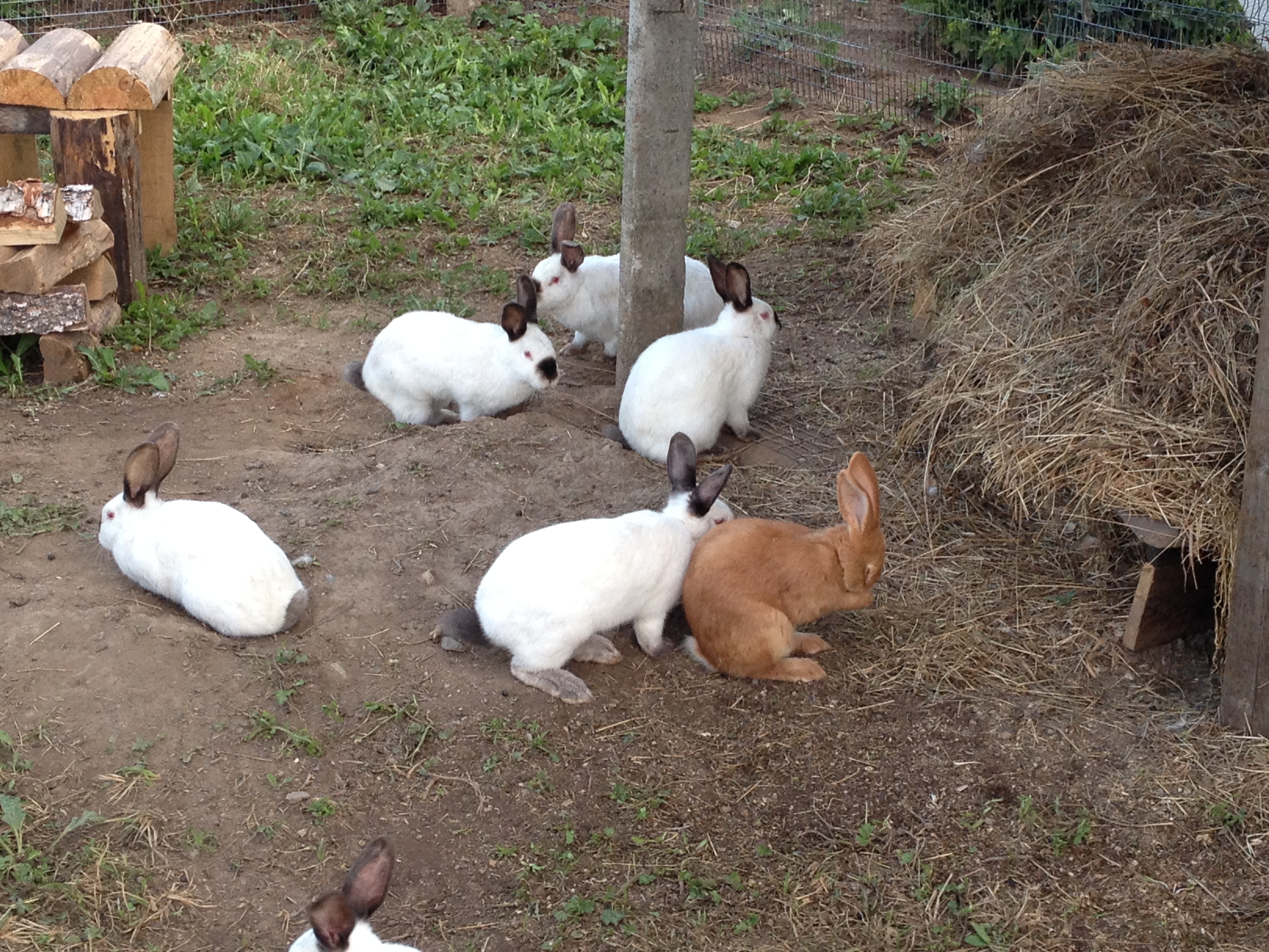 Разведение, выращивание и содержание кроликов в вольерах, как сделать своими руками: описание с фото и видео