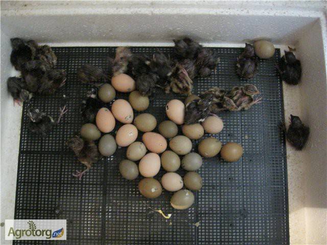 Особенности инкубации яиц фазанов