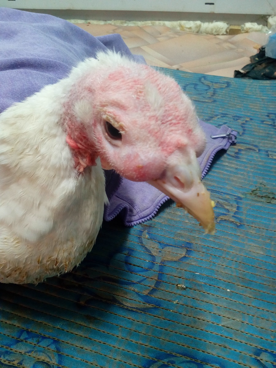 Cинусит у индюков: лечение и как избавиться от боли у птицы