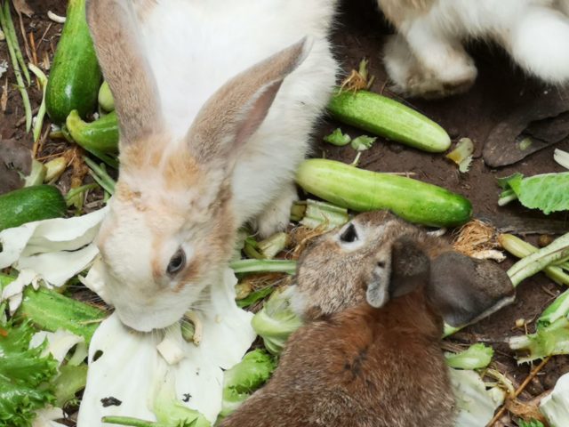 Можно ли кроликам давать огурцы: в чём польза и вред, как давать