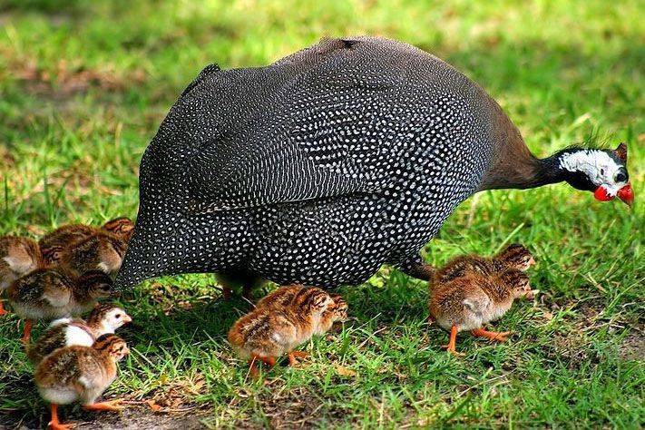 Яйца цесарок: влияние на человека, отличие от куриных | наши птички