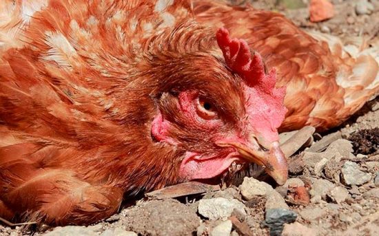 Почему у цыплят опущены крылья: причины проблемы и пути ее решения