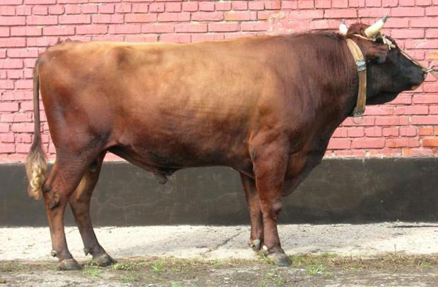 Красная степная порода коров: характеристика, уход и кормление