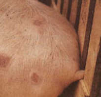 Рожа у свиней: симптомы и лечение в домашних условиях