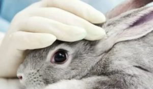 Мокрец у кроликов (инфекционный стоматит, мокрая мордочка): симптомы и лечение болезни