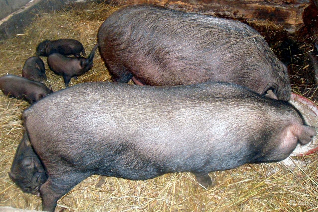 Мифы и правда о вьетнамских свиньях