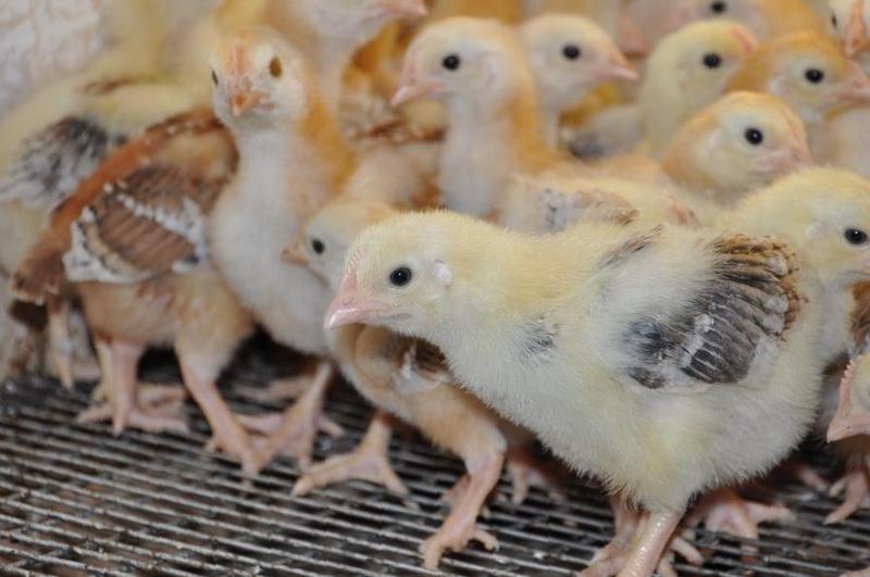 Определение пола цыпленка по форме куриного яйца | статья в журнале «юный ученый»