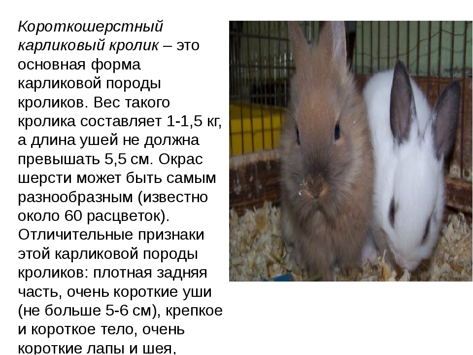 Карликовый кролик - особенности содержания в домашних условиях