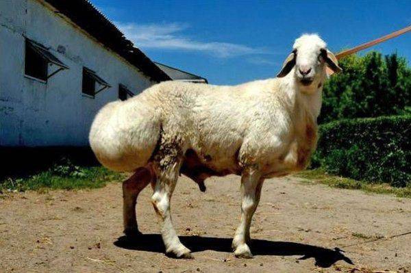 Курдючные овцы и описание пород