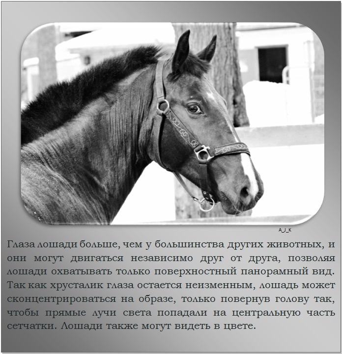 Дикие лошади: описание, породы, где живут