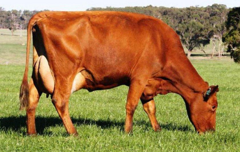 Красно-пестрая порода коров