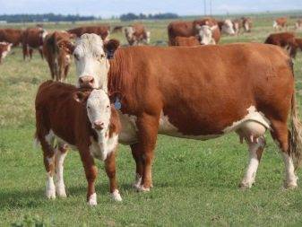 ✅ о симментальской породе коров: описание и характеристики, содержание, уход - tehnomir32.ru
