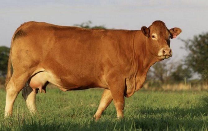 Симментальская порода коров: описание, характеристики, особенности содержания