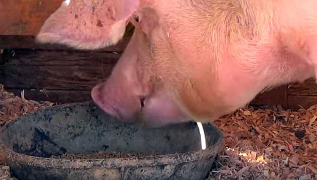 Рожа у свиней: симптомы заболевания, причины, способы лечения