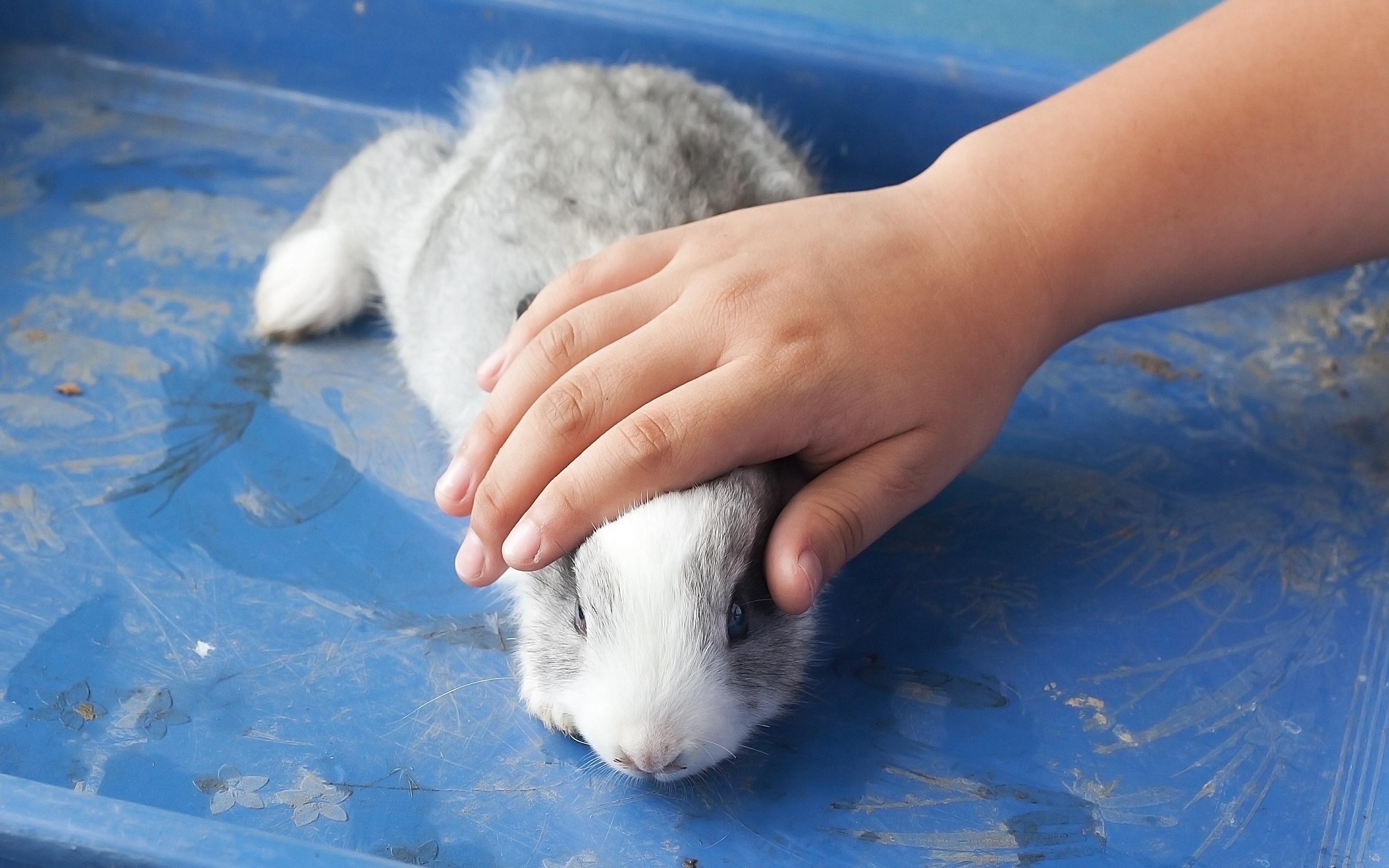 О декоративных кроликах: характер, как приручить к рукам, как спят, разведение