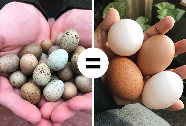 Яйценоскость цесарок или когда цесарки начинают нести яйца?