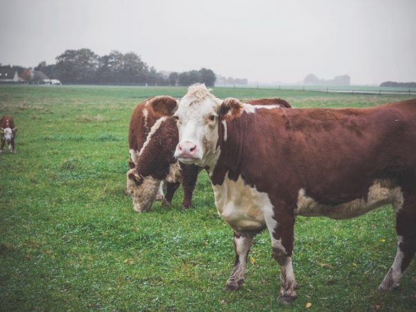 Описание герефордской породы коров