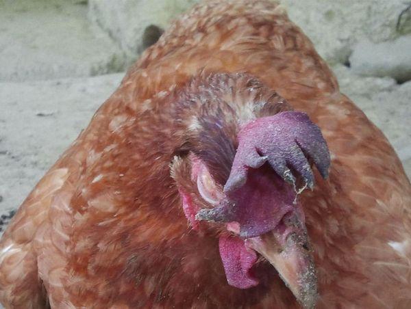 Расклев у цыплят – что делать и лечение каннибализма ⋆ все про кур