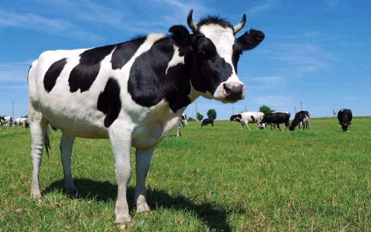 Черно-пестрые коровы - разведение и характеристика породы крс 2020