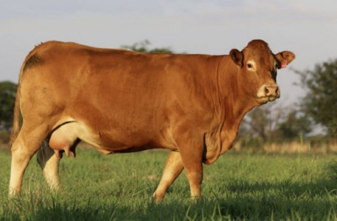 Калмыцкая порода коров и быков: характеристики продуктивности