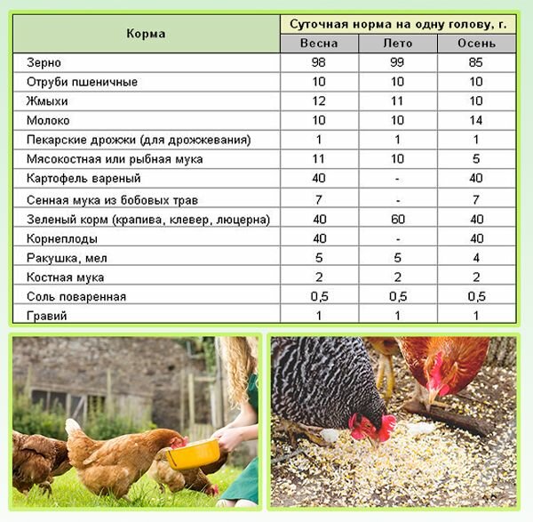Сколько курица съедает в день корма: суточная норма и рацион